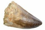 Fossil Mosasaur (Thalassotitan) Tooth - Morocco #353245-1